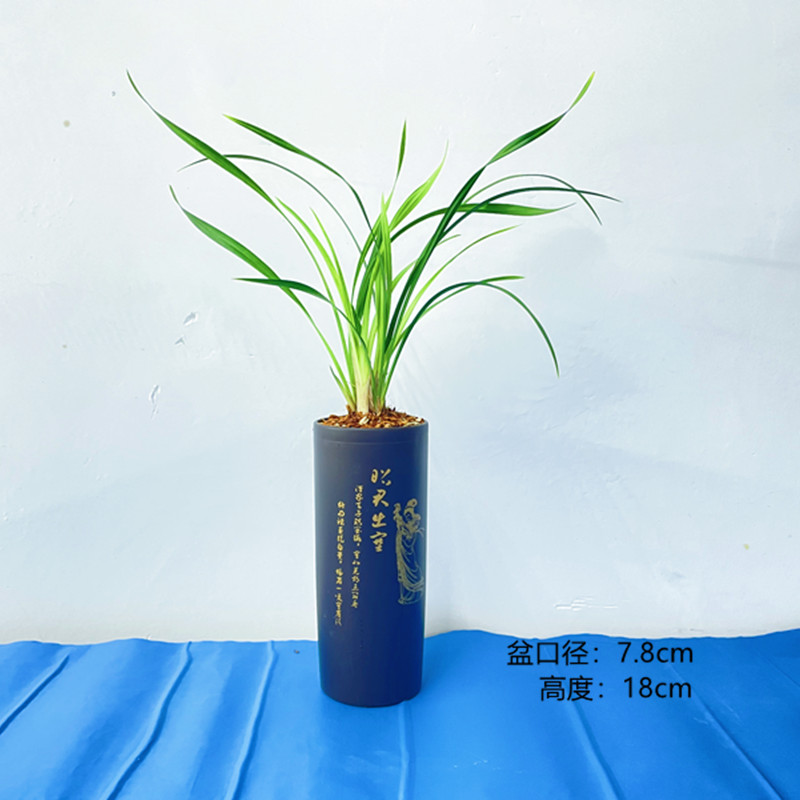 红宋梅建兰兰花开花苗花卉绿植