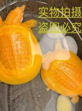 冷水养殖观赏甲鱼宠物鱼鳖混养黄金甲鱼黄金鳖金黄色甲鱼冷水龟宠