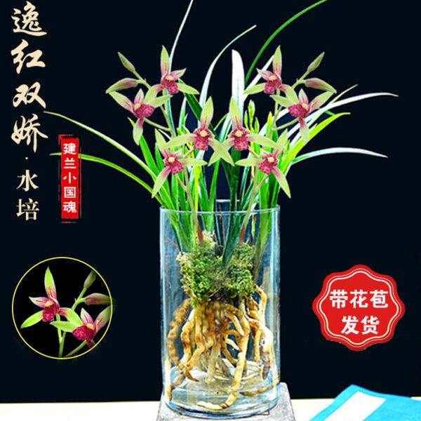 带花苞小国魂逸红双娇四季兰建兰开花红色浓香好养新中式可水培花