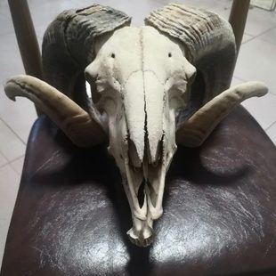 羊头骨骼摆件挂饰品家装真标本装饰复古纯手工制作招财特色手工艺