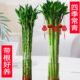文昌竹龙竹4支带根水养富贵转运竹节节高水培植物室内客厅植物