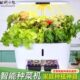 智能水培种菜机家用育苗机无土栽培设备蔬菜盆植物水耕番茄种植箱