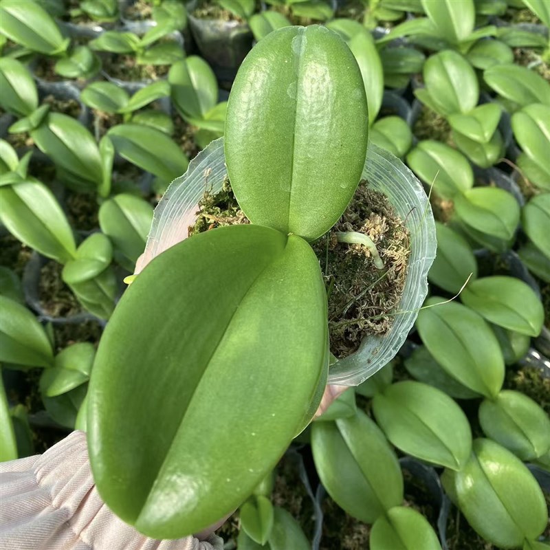 欧洲小蓝蝴蝶兰3.0寸杯不带花箭未抽梗苗淡紫色对版洋兰花卉盆栽