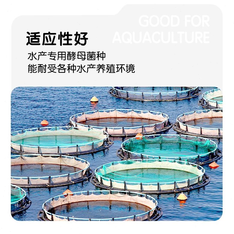 g型 鱼轮水产养殖邦安琪饲料添加剂虫500贝虾酿酒酵母福专用Ⅰ蟹