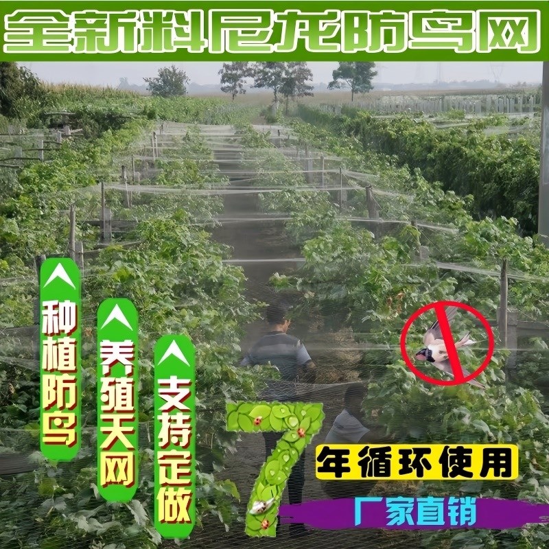 果树鸟防护网果园葡萄防止吃果子的网尼龙网蓝莓防鸟天网樱桃神器