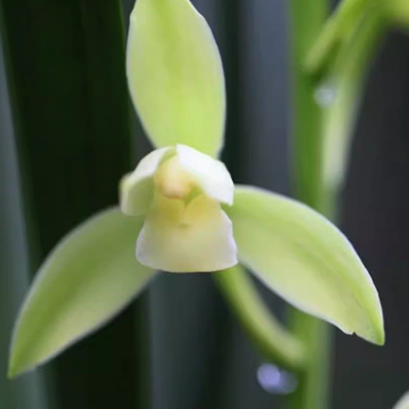 飞粤港四季兰花【金龙】8苗5花起带花苞兰花名贵好养开易活浓香