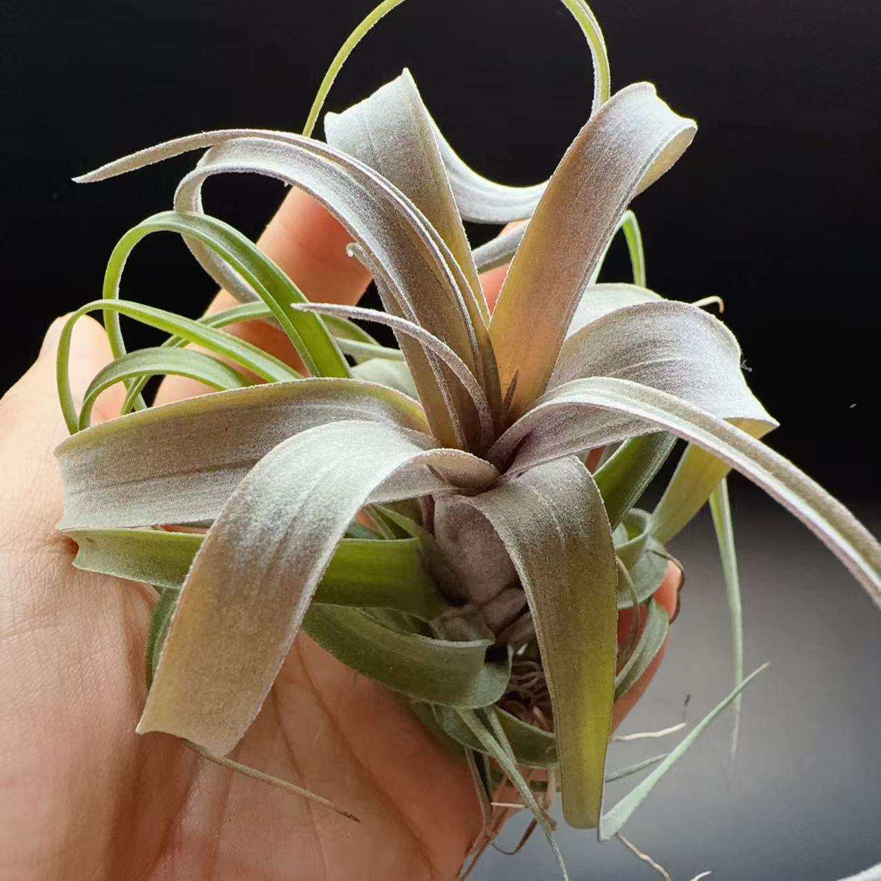 卤肉卷，稀有品种z交品种空气凤梨无土植物懒人绿植铁兰 装饰