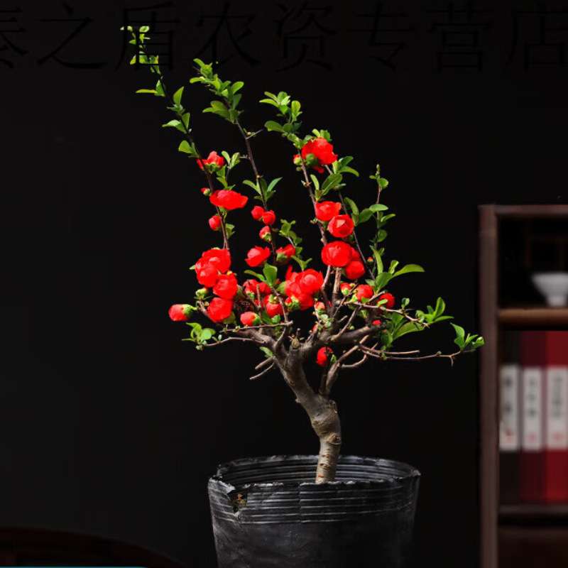 海棠盆栽观花长寿冠 绿宝石 红玉 初心 大彩玉 复色 双色海棠品种