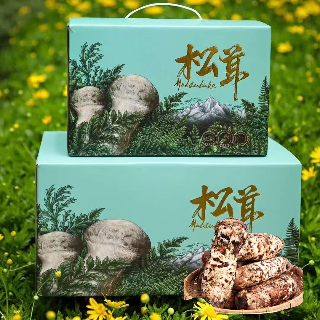 新鲜采摘鲜松茸菌菇礼盒不开伞云南香格里拉特产送礼佳品高档食材