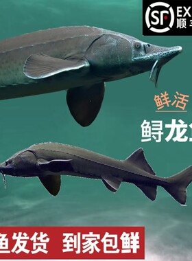 鸭绿江鲜活放养鲟龙鱼礼盒