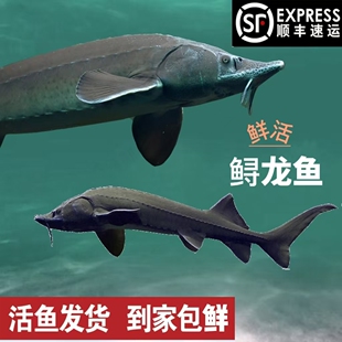 冷水鸭绿江放养鲟龙鱼礼盒活发自然中华鱼食用鲟生鲜软黄金送礼