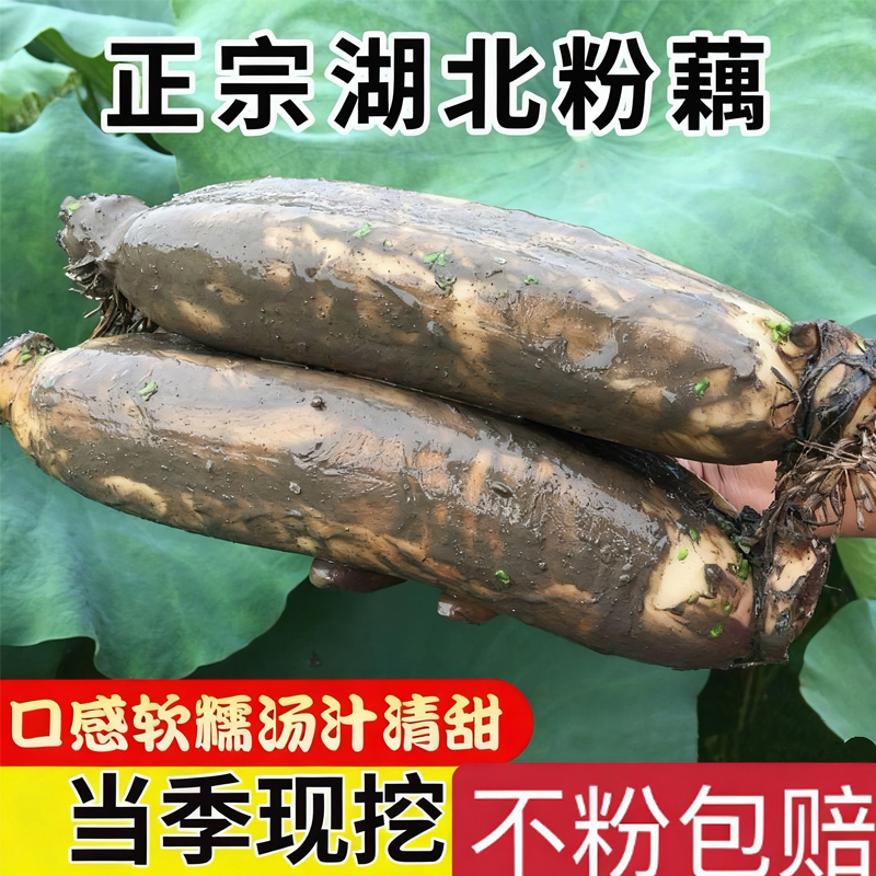 正宗湖北粉藕九孔藕莲藕中段新鲜