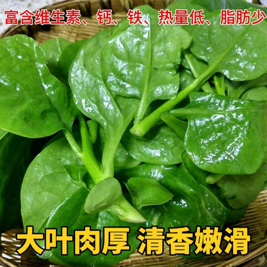 四季大叶木耳菜种子肉厚懒人耐高温耐湿阳台盆栽高钙易种蔬菜种籽