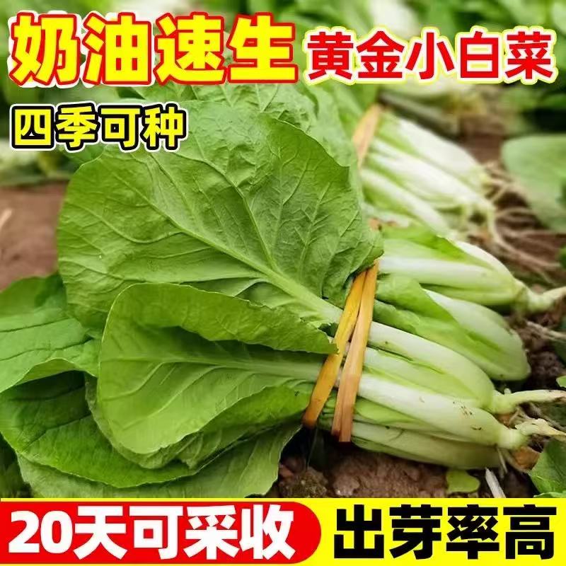 奶油小白菜种子耐热速生快菜种子早熟小青菜阳台盆栽四季蔬菜种籽