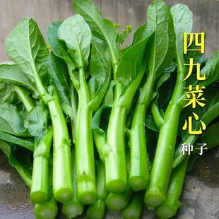广东四九菜心种子红菜苔孑白菜苔四季蔬菜种籽增城迟青菜大全