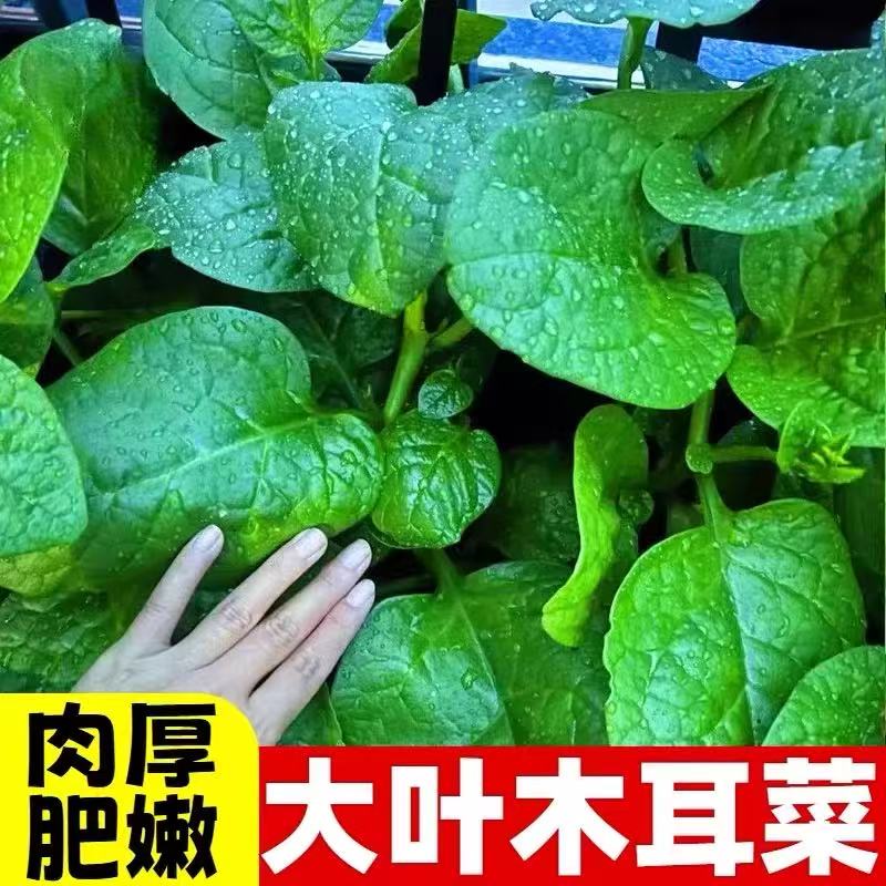 木耳菜种子 庭院菜园易种蔬菜种子 大叶木耳菜 阳台盆栽蔬菜籽