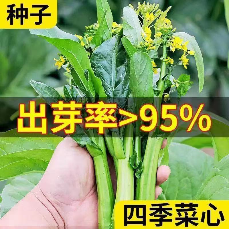 四九菜心甜菜心25天收青菜盆栽田园春秋冬季蔬菜种植广东油菜心
