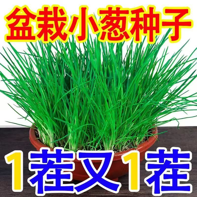四季小香葱种子红葱种籽盆栽葱头种苗阳台庭院种植火分葱蔬菜种孑
