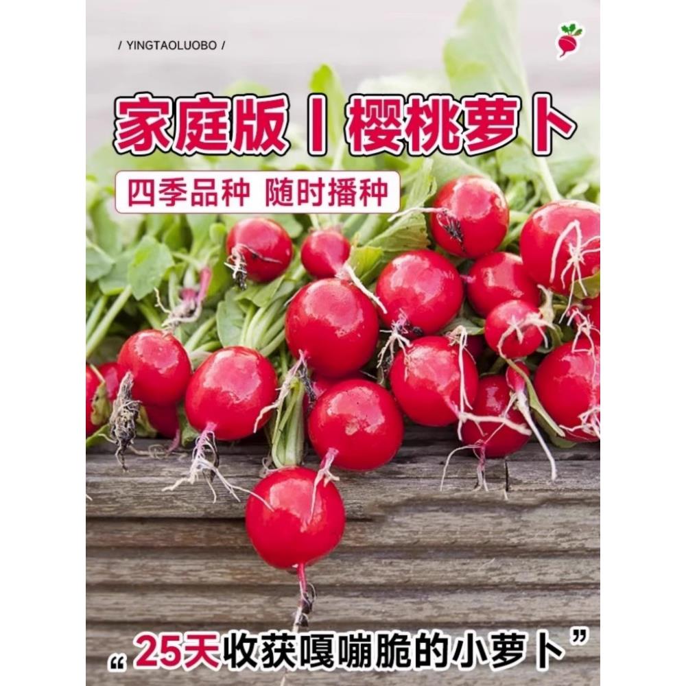 水果樱桃萝卜种籽大全四季阳台盆栽凤梨萝卜种子红白小萝卜种孑