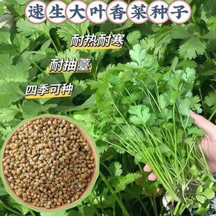 浓香大叶香菜种子四季种植盐须菜蔬菜配料菜籽秋冬家庭盆栽种籽