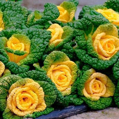 奶油黄心乌塌菜黄玫瑰雪里金花四季耐寒黄心菜菊花心菜秋冬季蔬菜