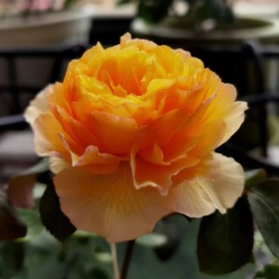 蜉蝣 切花月季 阳炎 花苗 浓香勤花灌木阳台庭院盆栽花卉 月季 新品