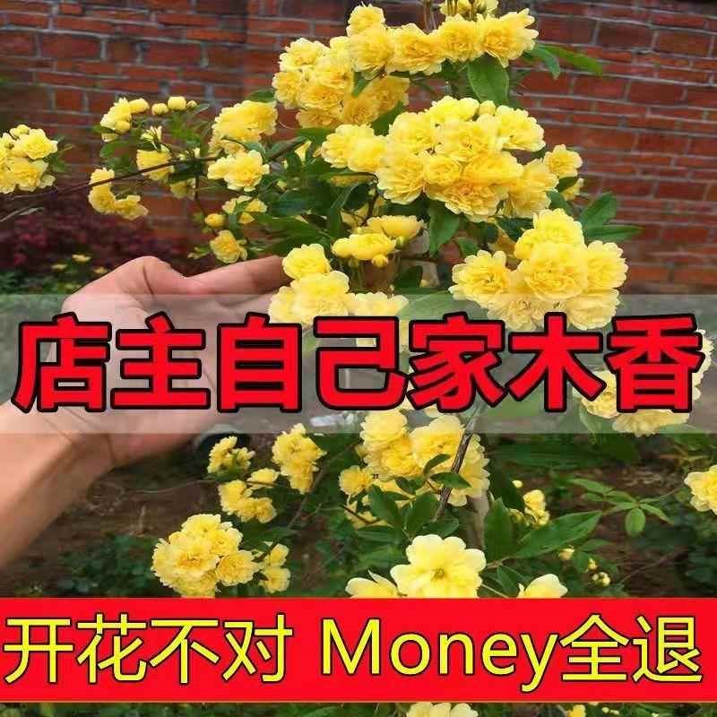 红浓木香花四季红色爬藤植物特大花苗盆栽攀爬香花卉黄木香好养活