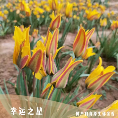球朵朵首发自育原生郁金香