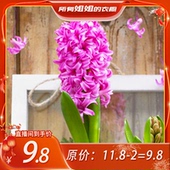 带花芽生根荷兰进口好养 风信子水培套装 所有姐姐 衣橱