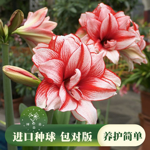 包对版2025进口朱顶红国产鬼魅朱顶红大球种球易成活盆栽地栽