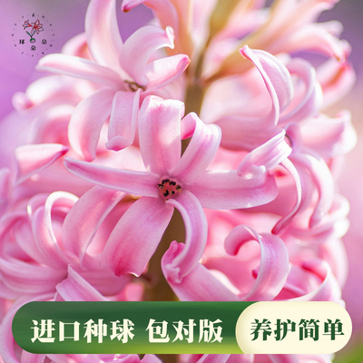 荷兰风信子种球耐寒好养活