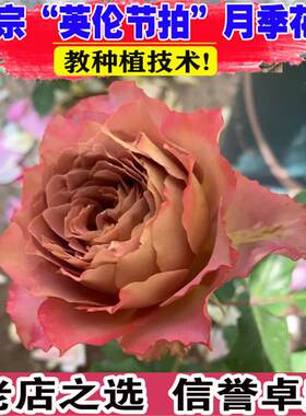 英伦节拍月季花大苗盆栽多季开阳台庭院花卉优雅的复古紫色系玫瑰