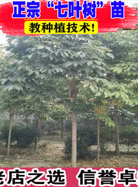 七叶树树苗观赏风景树工程园林绿化大型乔木红花七叶树苗行道树苗