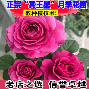 冥王星阳台月季花苗 淡紫色丰花微月多头大花庭院阳台盆栽花卉