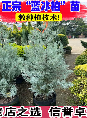 蓝冰柏盆栽多年生木本观叶植物耐寒耐冻四季常绿庭院花园花镜植物