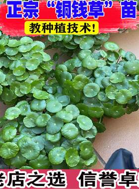 铜钱草水培植物室内外水养招财小绿植金钱草盆栽四季常青好养花卉