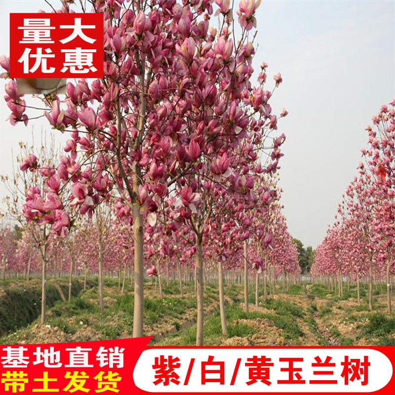 玉兰花树苗红玉兰白玉兰树苗大型