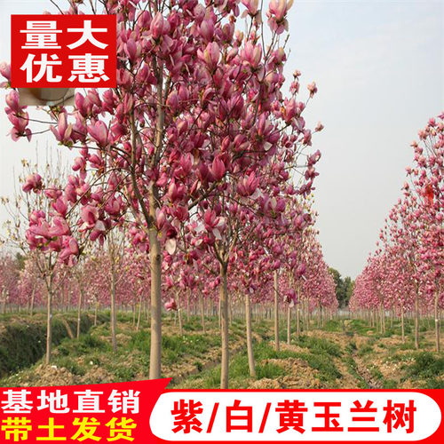 玉兰花树苗红玉兰白玉兰树苗大型庭院盆栽绿化树苗风景树苗玉兰树