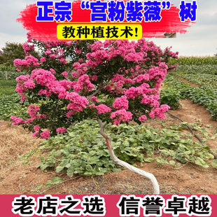 小叶玫瑰红紫薇临水造型大型高杆庭院别墅栽种耐热耐寒多年生