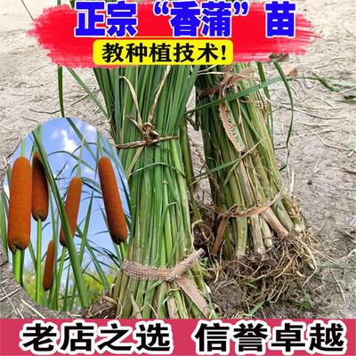 香蒲苗水烛蒲草菖蒲蒲黄香蒲棒池塘湿地公园绿化造景水生挺水植物