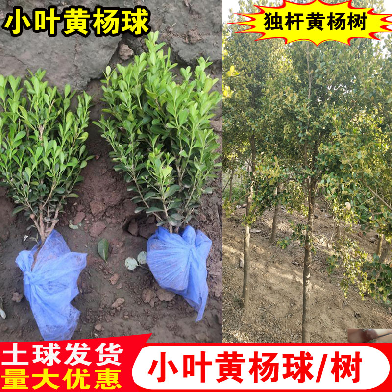 小叶黄杨苗瓜子黄杨球绿篱独杆黄杨庭院造型树四季常青南北方种植