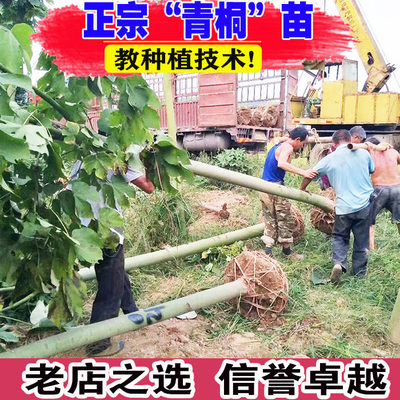 中国梧桐树青桐树苗别墅庭院风景大树园林绿化行道梧桐门前观赏