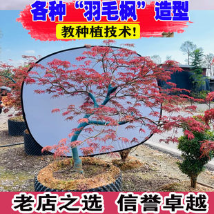 羽毛枫 星星枝垂 石榴红 外山 金丝黄羽花园庭院别墅阳台彩色枫树
