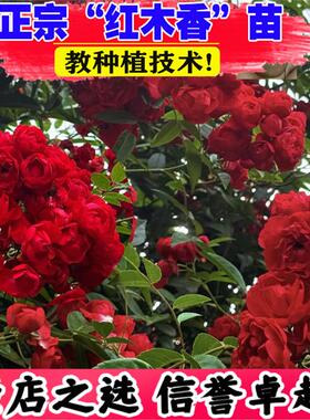 木香花苗爬藤植物庭院蔷薇开花特大花四季浓香红色甜蜜红木香花苗