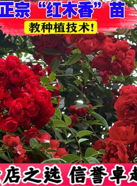 （壮苗）山东基地木香花苗无刺