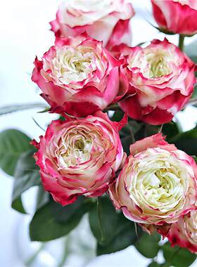 肯尼亚玫瑰花大苗苹果杰克切花月季特大花浓香阳台多季开花卉植物