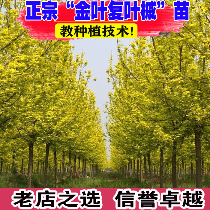 金叶复叶槭树苗别墅庭院校园公园行道树风景树耐寒耐热绿化工程苗图片