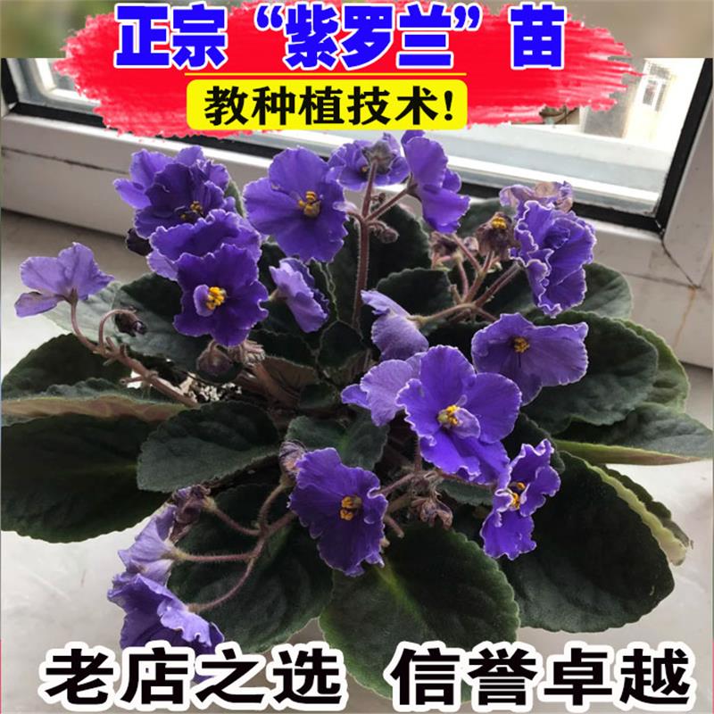 紫罗兰盆栽花卉植物室内易活花苗带花苞名贵绿植客厅阳台庭院鲜花