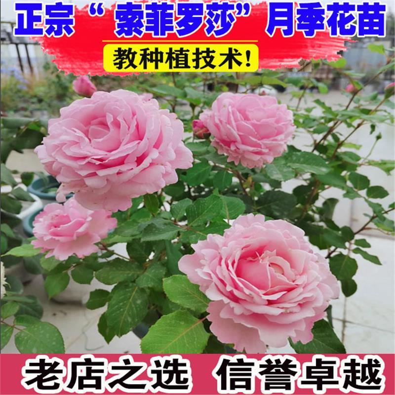 索菲罗莎月季花大苗盆栽淡粉色阳台四季特大花波浪边浓香苏菲罗莎
