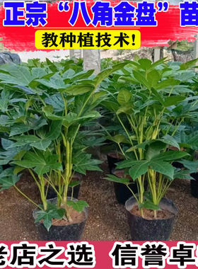 八角金盘盆栽庭院花园花镜造景植物四季常青耐阴耐寒观叶好养植物
